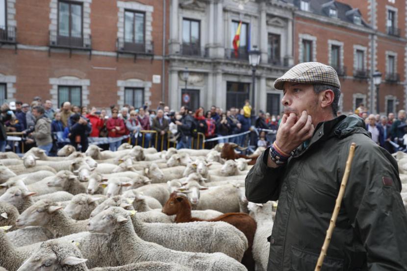 Seorang gembala terlihat dengan domba dan kambingnya saat mereka melintasi kota selama Festival Transhumance edisi ke-24 di Madrid, Spanyol, 23 Oktober 2022.