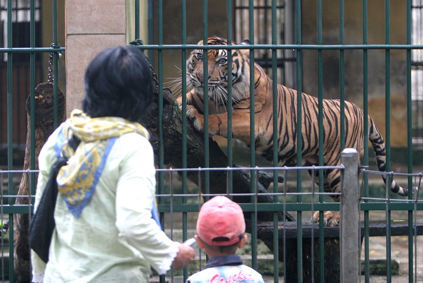 Seorang ibu bersama anaknya melihat seekor Harimau Sumatra (Panthera tigris sumatrae) koleksi Taman Hewan Pematang Siantar (THPS). THPS tutup sementara untuk mengantisipasi penyebaran virus corona.