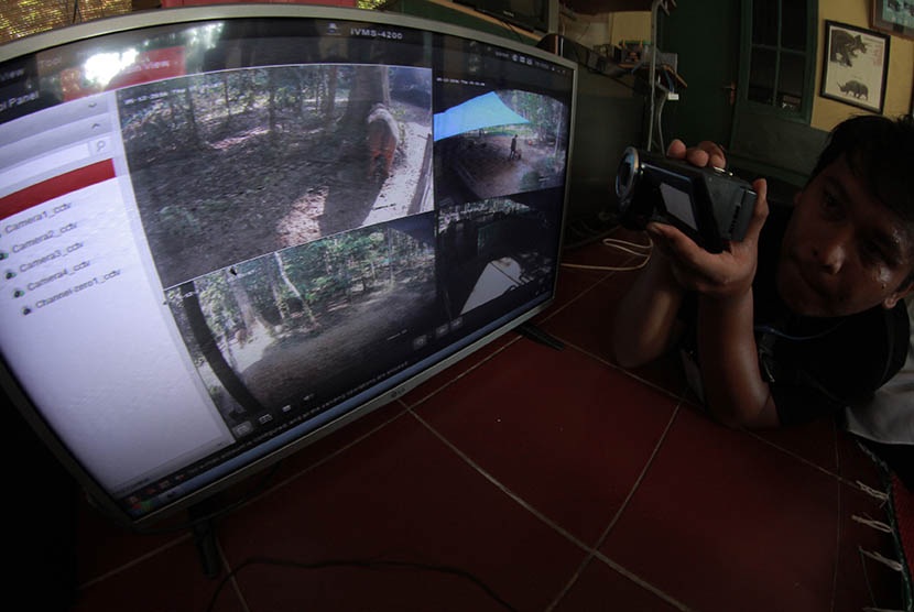 Seorang jurnalis mengamati perilaku Ratu (induk badak) yang melahirkan bayi Badak Sumatera (Dicerorhinus sumatrensis) dengan jenis kelamin betina lahir secara alamiah di ruang monitoring Suaka Rhino Sumatera (SRS) Taman Nasional Way Kambas (TNWK), Kamis (1