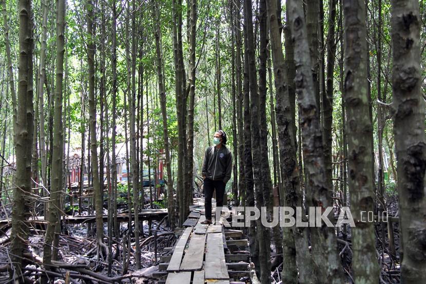 Seorang mahasiswa menikmati suasanai hutan mangrove di Dumai, Riau.
