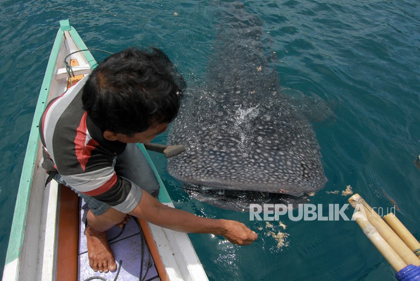 Seorang nelayan memberi makan seekor hiu paus (Rhyncodon typus) (ilustrasi). Kementerian Kelautan dan Perikanan (KKP) menyebut, kesadaran masyarakat menyelamatkan biota laut semakin meningkat.