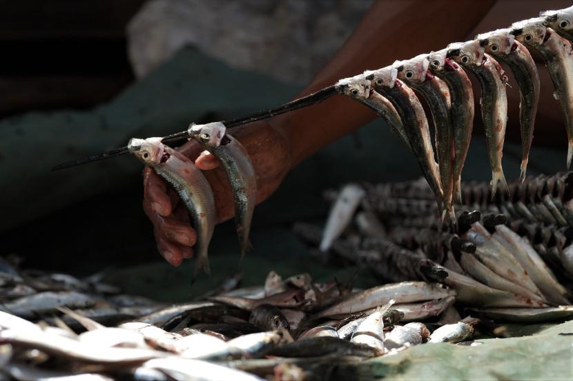 Seorang nelayan menusukkan ikan sebelum proses pengasapan di Desa Lalimbue, Konawe, Sulawesi Tenggara, Kamis (1/9/2022). Sajian ikan kering dan ikan asap justru bisa memicu peningkatan tekanan darah..
