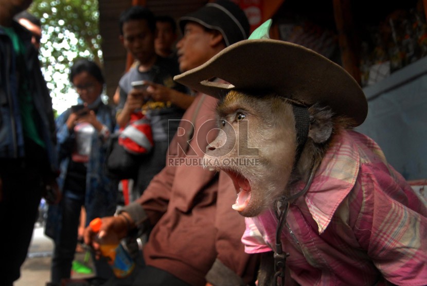 Seorang pawang beserta monyet peliharaannya sedang memainkan atraksi topeng monyet di kawasan Cawang, Jakarta Timur, Selasa (22/10).