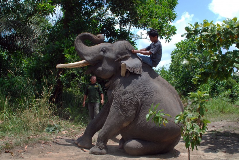 Seorang pawang (Mahout) menaiki punggung Gajah Sumatera (Elephas Maximus Sumatranus) yang terlatih di halaman rumah warga di Pekanbaru, Riau, Senin (29/2).