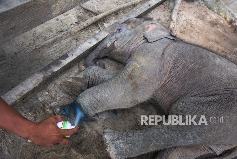Seorang pawang mengobati bayi gajah sumatra (Elephas maximus sumatrensis) berusia tiga bulan dengan luka di kaki kiri akibat jerat di kandang perawatan Pusat Latihan Gajah Minas, Provinsi Riau, Selasa (17/12/2019). 