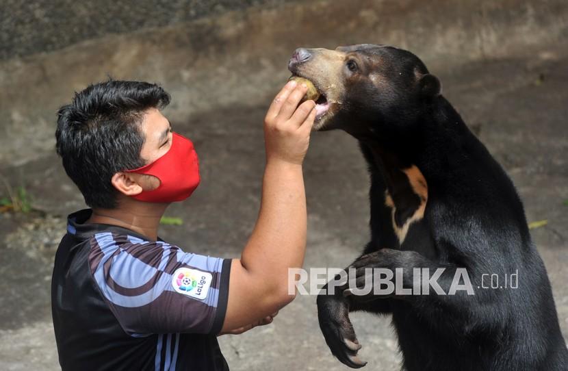Seorang pawang, Phadlilla Nabhani (25), memberi makan seekor beruang madu (Helarctos malayanus). ilustrasi