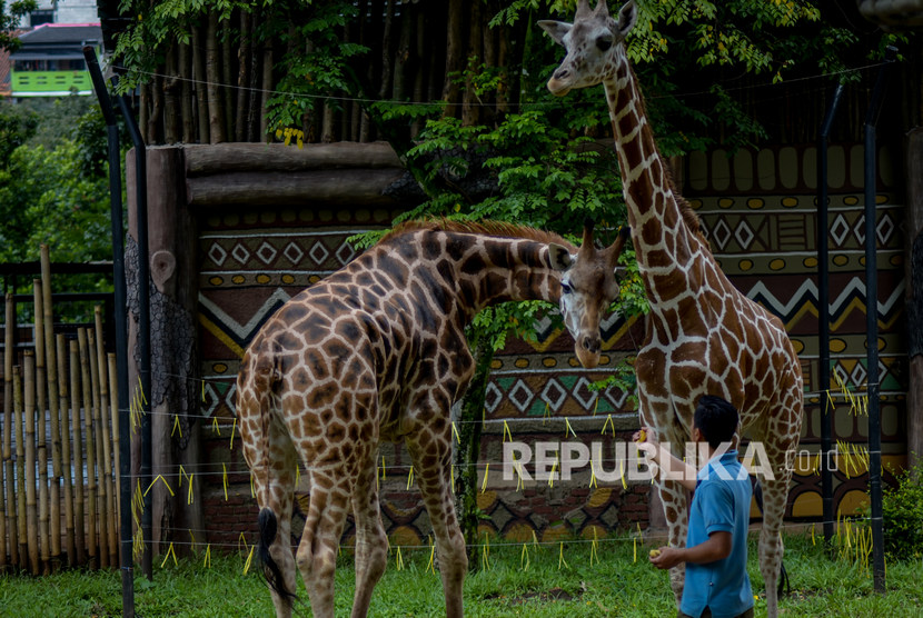 Seorang pawang satwa memberi pakan kepada dua ekor Jerapah (Giraffa) Afrika yang merupakan koleksi terbaru di Kebun Binatang Bandung, Jawa Barat, Kamis (5/3/2020). Akibat pandemi corona, Kebun Binatang Bandung kesulitan dana untuk memberi pakan satwanya.