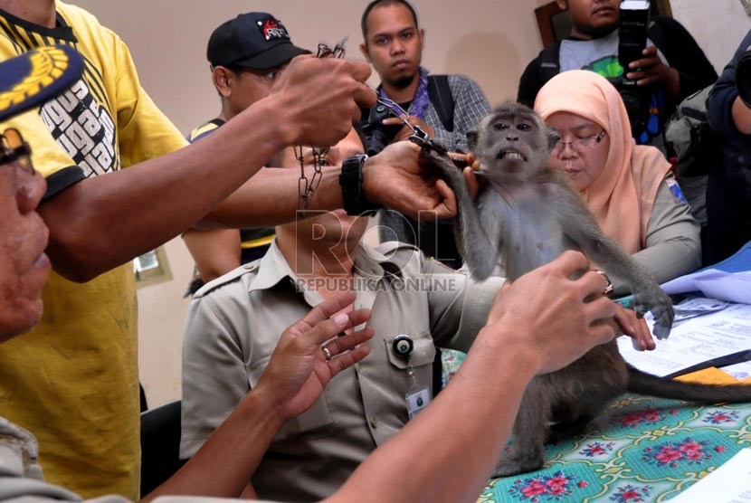  Seorang pawang topeng monyet menunjukkan monyet peliharaannya saat pendataan di Balai kesehatan Hewan dan Ikan DKI Jakarta (BKHI), Jakarta Selatan, Selasa (29/10).   (Republika/Rakhmawaty la'lang)
