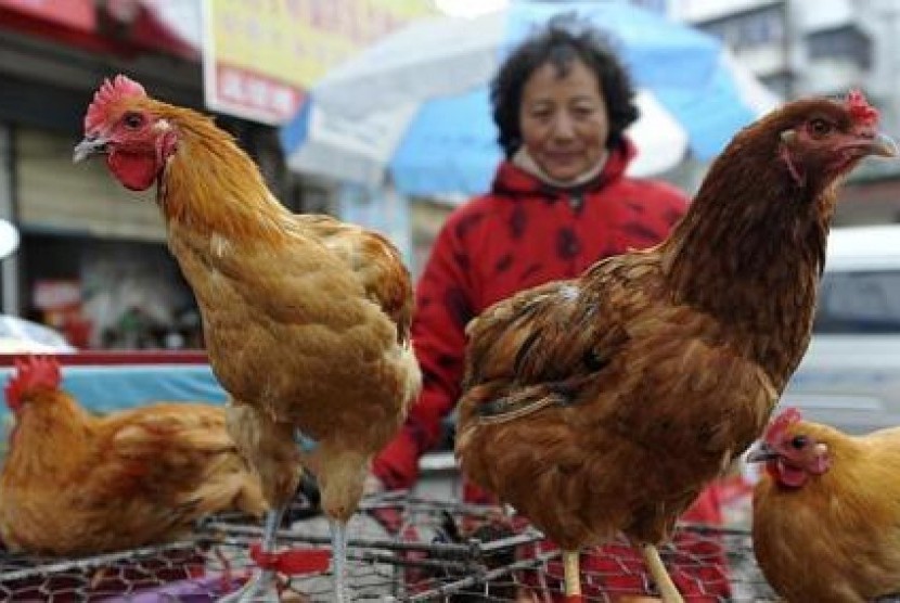 Seorang pedagang di pasar Kota Fuyang city, Provinsi Anhui, Cina Tengah, mengawasi ayam-ayammnya. Virus strain baru flu burung H7N9 ditemukan pertama kali di Cina sejak Maret dan kini mewabah di negara tersebut.