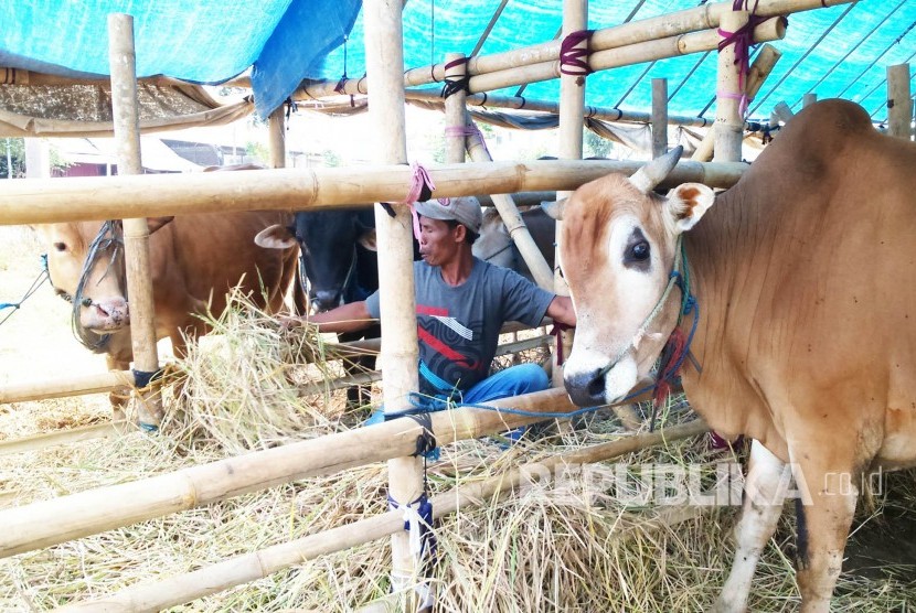 Seorang pedagang hewan kurban musiman memberi makan sapi-sapinya (ilustrasi) 