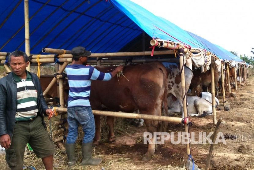 Seorang pedagang hewan kurban musiman memberi makan sapi-sapinya, di pasar hewan kurban musiman, di simpang empat Cisumur, Kota Tasikmalaya, Selasa (9/8). (Republika/Fuji E Permana)