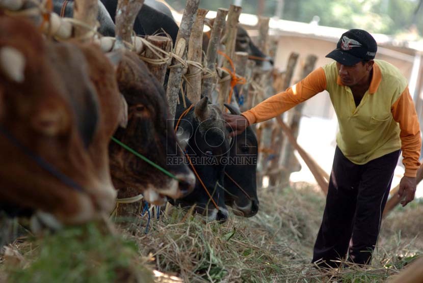 Keberadaan rumput untuk pakan ternak mulai langka di Kota Malang.