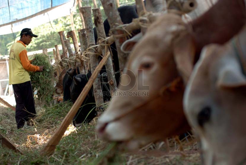 Cows are sold as sacrificial animals for Eid Adha. (Illustration)