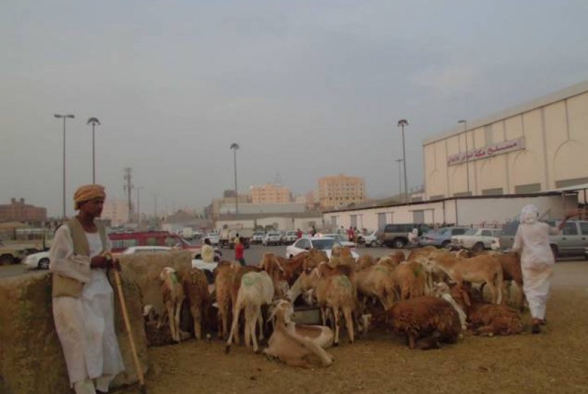 Seorang pedagang kambing untuk dam di Pasar Kakiyah, Makkah sedang menunggu pembeli.