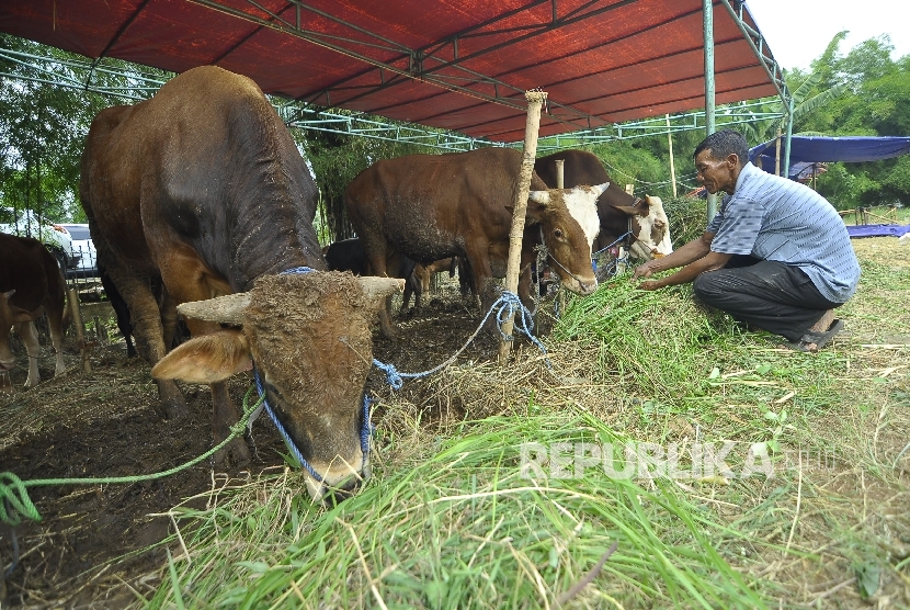 Seorang pedagang memberikan makan hewan kurban yang dijajakannya di TPU Tanah Kusir, Jakarta, Kamis (24/8). 