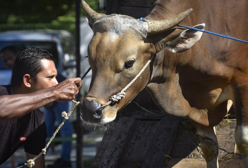 Seorang pedagang menarik sapi kurban yang akan dijual di Mataram, NTB. Distan sebut vaksinasi penyakit mulut dan kuku (PMK) di Lombok Tengah ditingkatkan.