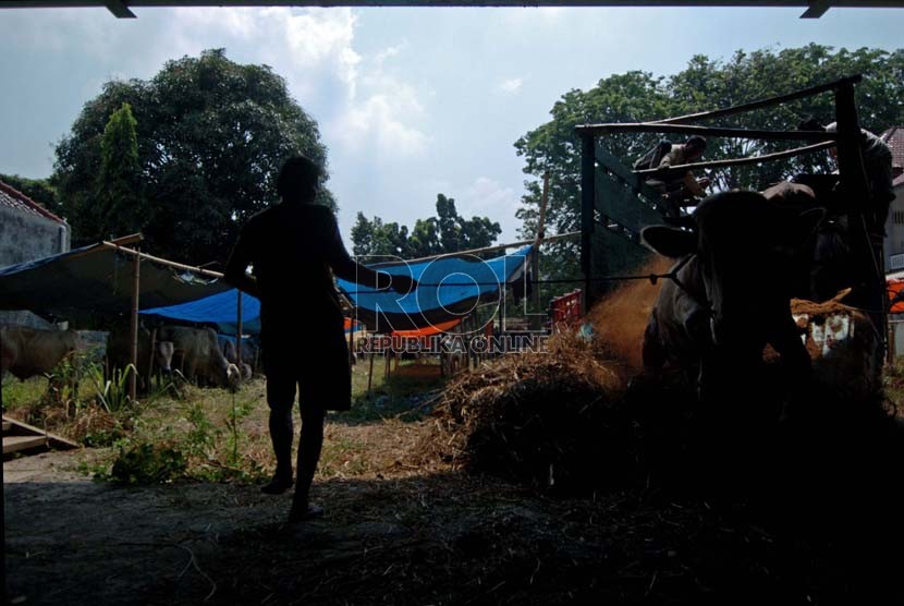 Seorang pedagang mengeluarkan sapi dari truk di tempat penjualan hewan qurban kawasan Matraman, Jakarta Timur, Jumat (19/9). ( Republika/Raisan Al Farisi)