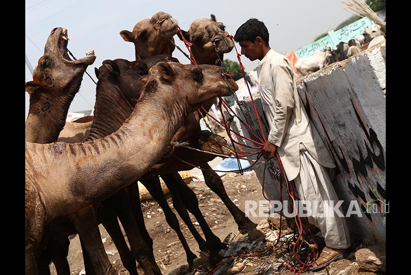 Seorang pedagang menunggui Unta-unta yang akan dijual sebagai hewan kurban di Karachi, Pakistan, Rabu (23/8).