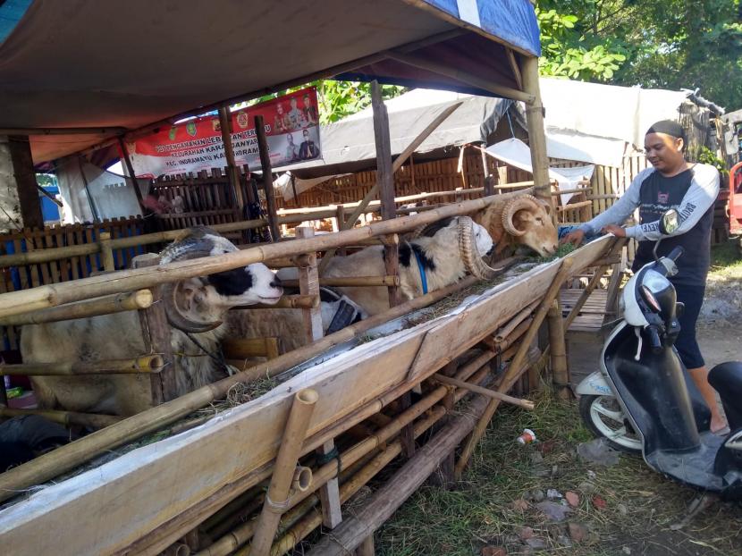 Seorang pedagang sedang memberi makan kambing qurban miliknya yang dijual di kawasan Sport Center Indramayu, Selasa (5/7/2022). Penjualan kambing qurban tahun ini mengalami peningkatan dibanidngkan tahun lalu. 