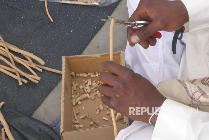 Seorang pedagang siwak di depan Masjid Quba, Madinah, Arab Saudi. Hikmah Dibalik Sunnah Membersihkan Gigi dengan Siwak  