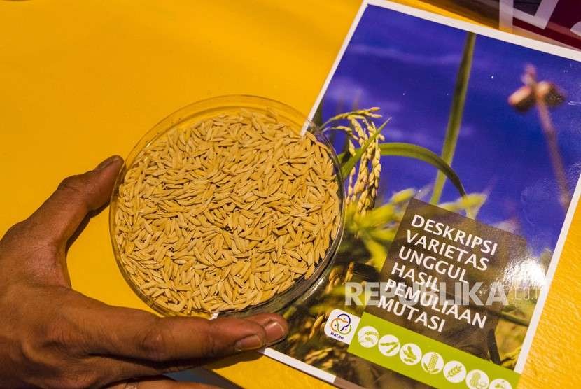 Seorang pegawai menunjukkan benih padi varietas Inpari Sidenuk hasil pengembangan Badan Tenaga Nuklir Nasional (Batan) pada pameran Hari Kebangkitan Teknologi Nasional (Hakteknas) ke-23 di Kota Pekanbaru, Riau, Sabtu (11/8).