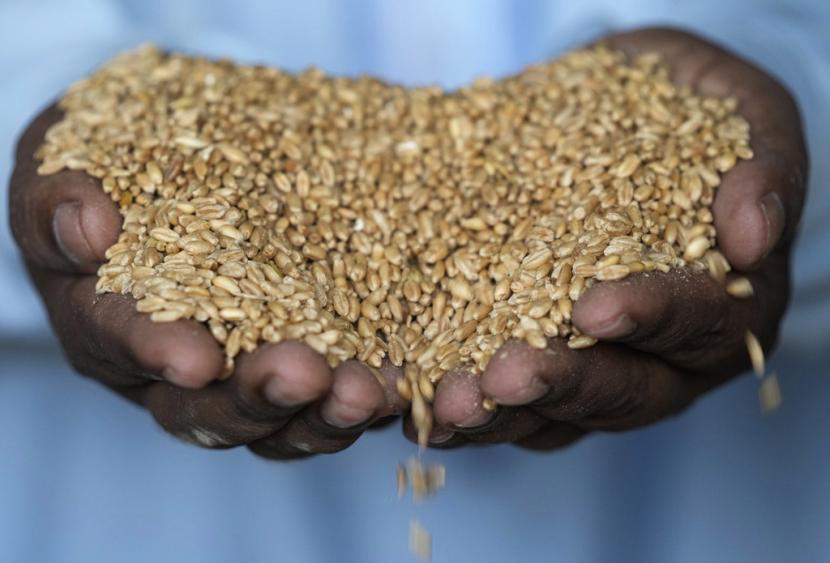 Petani gandum Tunisia, Hasan Chetoui, mencoba beralih dengan menanam varietas gandum tua sebagai upaya adaptasi di tengah ancaman kekeringan, (ilustrasi)