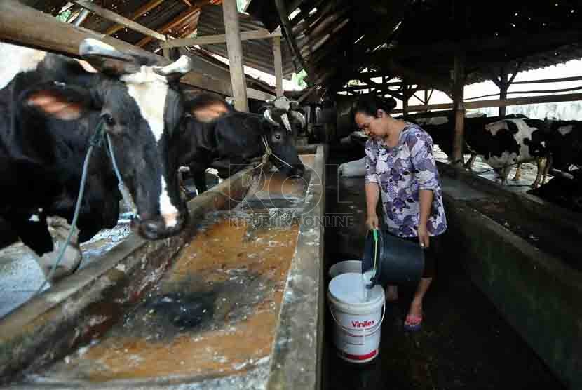 Seorang pekerja memerah susu dari seekor sapi di tempat produksi susu sapi di Jakarta, Selasa (19/8). (Republika/Prayogi)