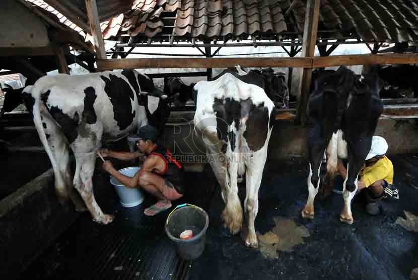 Seorang pekerja memerah susu dari seekor sapi di tempat produksi susu sapi di Jakarta, Selasa (19/8). (Republika/Prayogi)