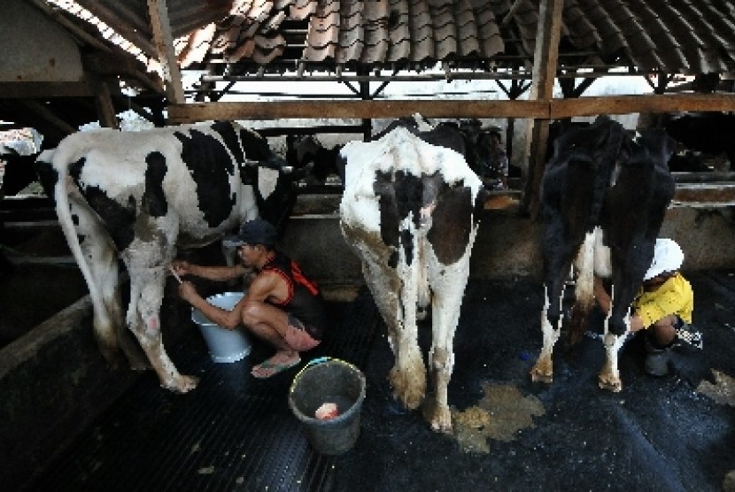 Seorang pekerja memerah susu dari seekor sapi di tempat produksi susu sapi di Jakarta, Selasa (19/8). 
