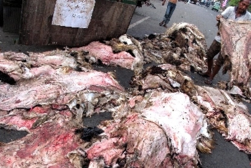 Seorang pekerja memeriksa kondisi kulit hewan qurban, yang dijual di Jl Nyamplungan kawasan Ampel, Surabaya.