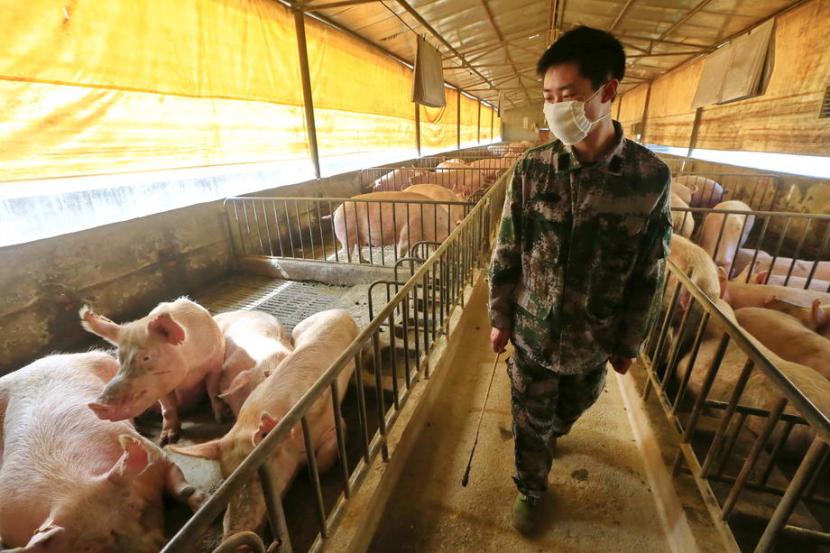 Seorang pekerja mengenakan masker di sebuah peternakan babi.