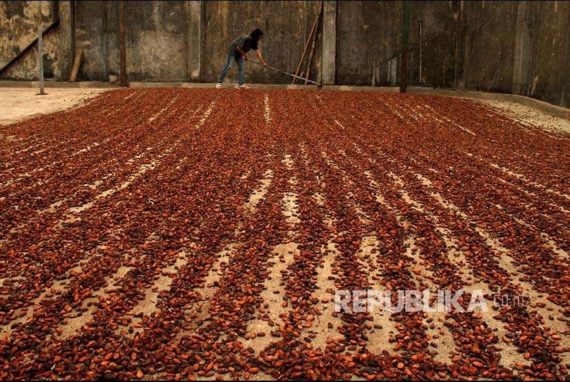 Seorang pekerja menjemur biji kakao di salah satu industri pengepul di Mamuju, Sulawesi Barat, Selasa (25/9). Harga kakao kering di tingkat pedagang pengepul turun dari harga Rp35.000 per kilogram menjadi Rp29.000 per kilogram karena banyaknya tanaman kakao yang sudah tidak produktif akibat serangan hama penyakit dan minimnya perawatan.