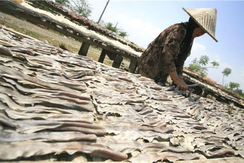Seorang pekerja menjemur kulit, tulang serta sirip ikan hiu. 