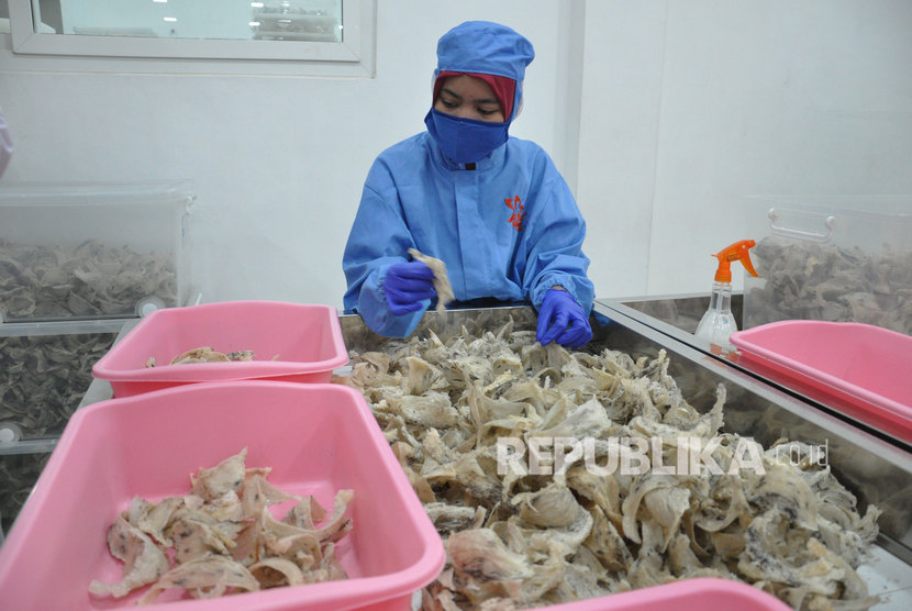 Ekspor sarang burung walet dihambat/Seorang pekerja menyortir sarang burung walet untuk diekspor di Medan, Sumatera Utara, Selasa (10/3/2020). 