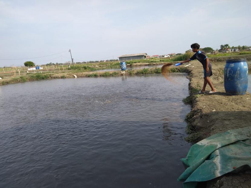 Seorang pekerja sedang memberi pakan pada ikan lele di kawasan budidaya ikan lele di Desa Eretan Wetan, Kecamatan Kandanghaur, Kabupaten Indramayu,Kamis (21/10).