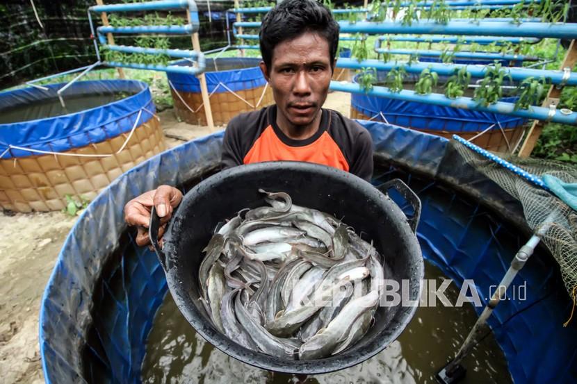 Seorang pembudidaya memperlihatkan ikan lele budidaya kolam bioflok di Desa Tanjung Langkahan, Aceh Utara, Aceh, Rabu (28/10/2020). Ikan lele terkenal sangat bergizi.