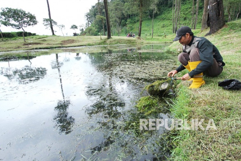 Seorang penduduk mencari udang di antara tumbuhan air di Cisanti, kawasan hulu sungai Citarum, di Desa Tarumajaya, Kecamatan Kertasari, Kabupaten Bandung, Selasa (20/2). 