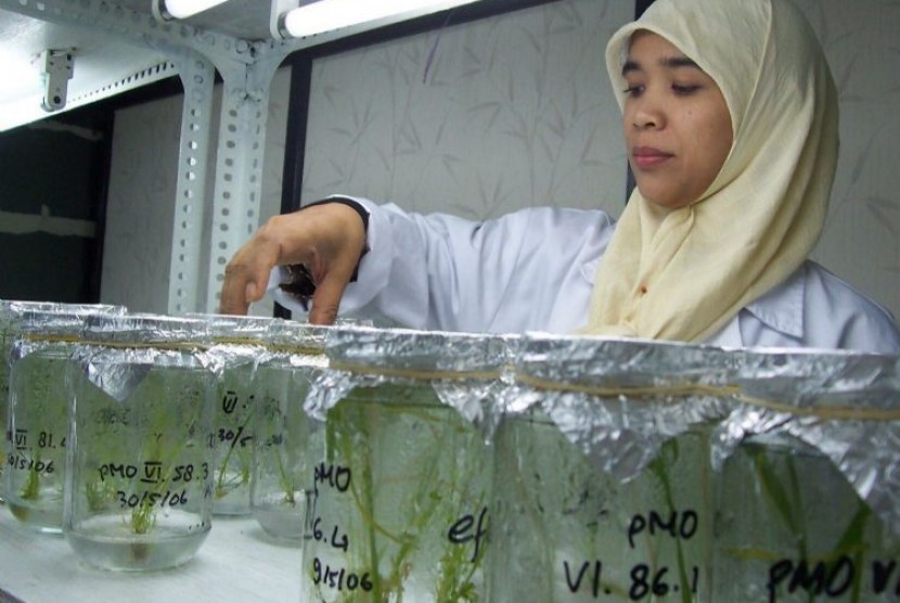 Seorang peneliti menyusun bibit padi Nippon Bare yang dikembangkan melalui sistim kultur jaringan di laboratorium Bioteknologi Lembaga Ilmu Pengetahuan Indonesia (LIPI) di Cibinong, Bogor.