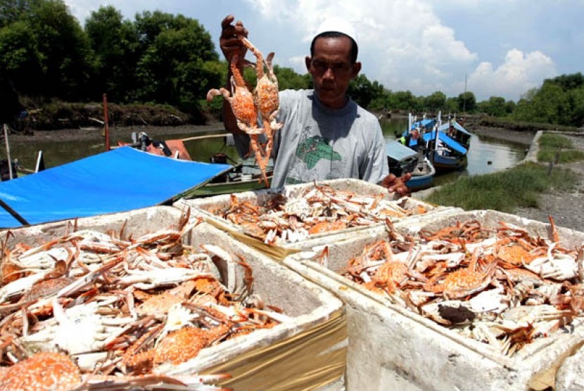 Seorang pengepul kepiting di Sidoarjo, Jawa Timur. (Foto : Bambang Suseno/ANTARA)