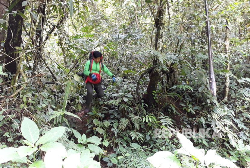 Seorang pengunjung tengah turun gunung ke Resor Selabintana di kawasan Taman Nasional Gunung Gede Pangrango (TNGGP) akhir pekan lalu. Kawasan tersebut menjadi salah satu obyek wisata pada momen libur panjang.