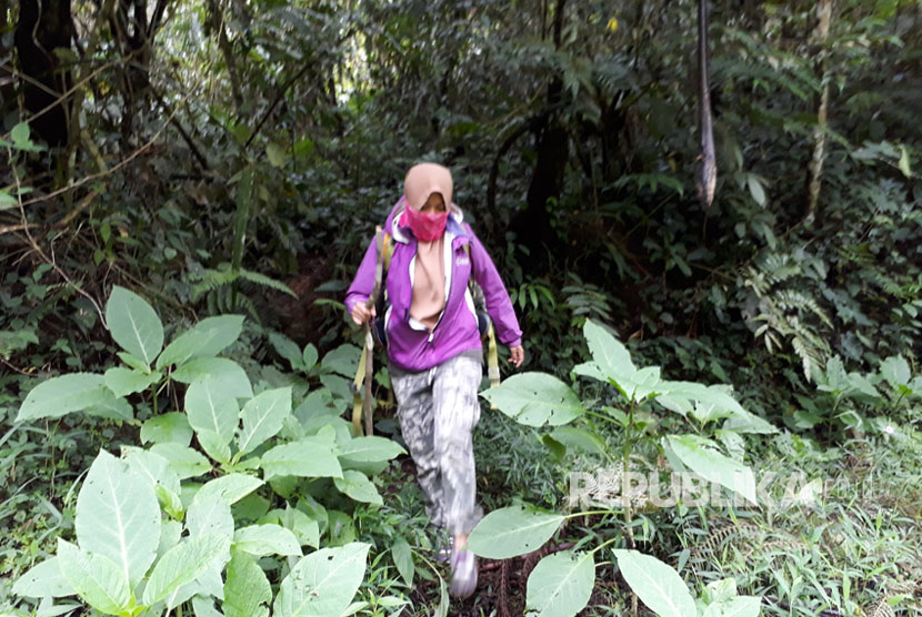 Pendakian ke Gunung Gede-Pangrango Kembali Dibuka. Seorang pengunjung tengah turun gunung ke Resor Selabintana di kawasan Taman Nasional Gunung Gede Pangrango (TNGGP). Ilustrasi