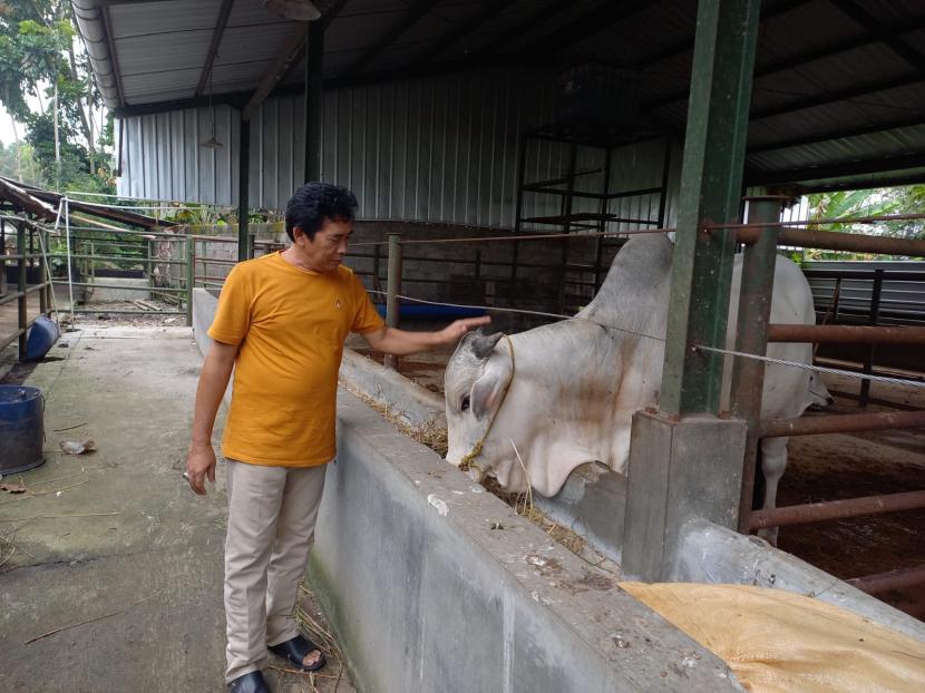 Seorang pengusaha sapi, Nandang Suryana, melihat kondisi hewan ternak miliknya di kandang yang berlokasi di Kecamatan Kawalu, Kota Tasikmalaya, Kamis (26/5/2022). Hanya terdapat dua ekor sapi di kandang yang bisa menampung 400 ekor sapi itu. Padahal, pada momen jelang Iduladha biasanya kandang itu dipenuhi ratusan ekor sapi.