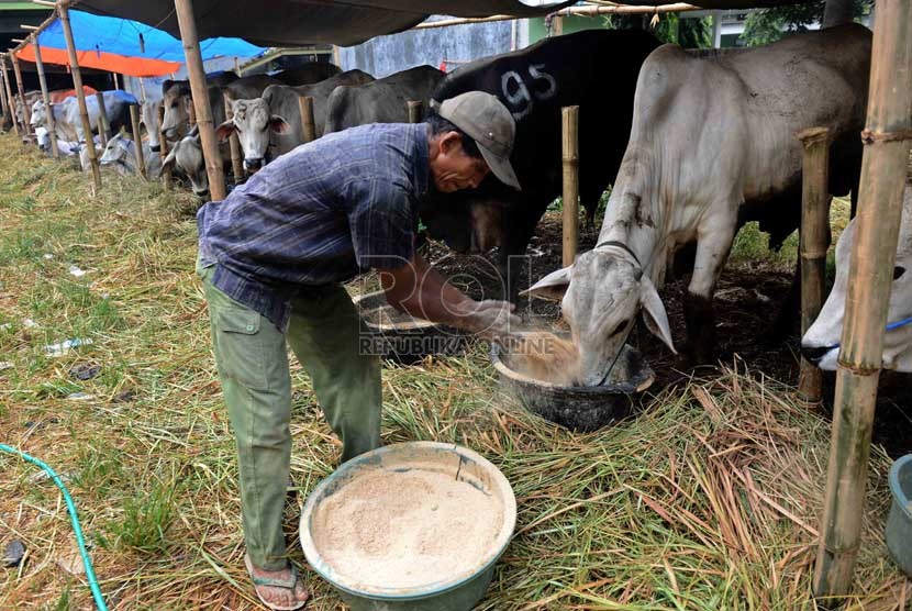  Seorang penjual sapi qurban memberi makan sapi di kawasan Matraman, Jakarta, Senin (7/10). ( Republika/Agung Supriyanto)