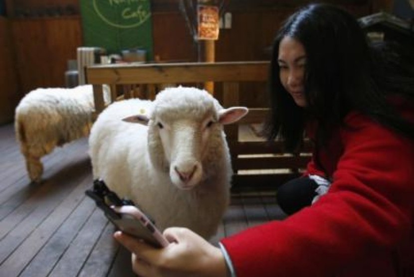 Seorang perempuan mengambil selfie bersama seekor kambing di kafe di Seoul, Korsel, dalam rangka tahun baru imlek yang merupakan tahun bagi shio kambing.