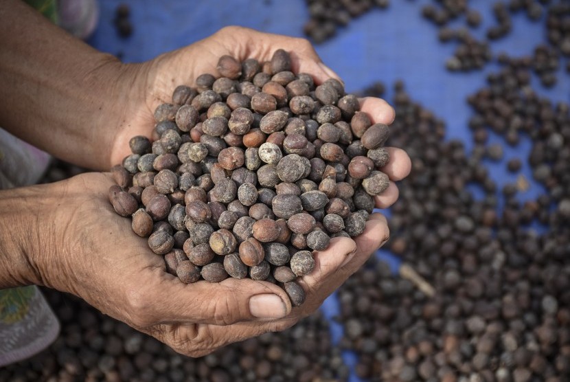 Seorang perempuan menunjukkan biji kopi lokal asli Lombok Utara di Desa Gondang, Kecamatan Gangga, Lombok Utara, NTB, beberapa waktu lalu.