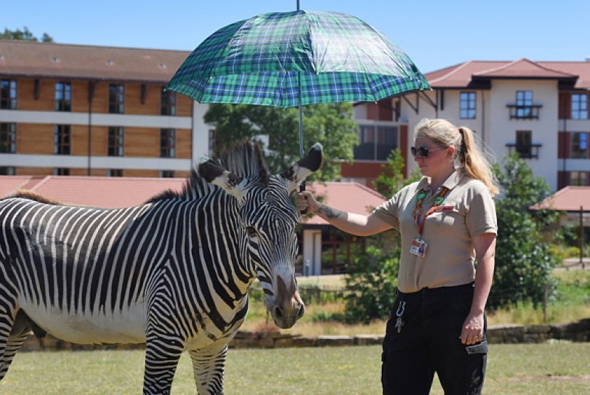 Seorang Perempuan Sedang Memayungi Seekor Zebra di Inggris