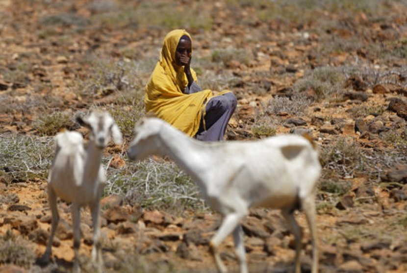 Seorang perempuan Somalia, Rabu, 8 Maret 2017, menjaga kambingnya di wilayah gurun terpencil dekat Bandar Beyla, negara bagian Puntland, Somalia. Somalia menyatakan kekeringan sebagai bencana nasional.