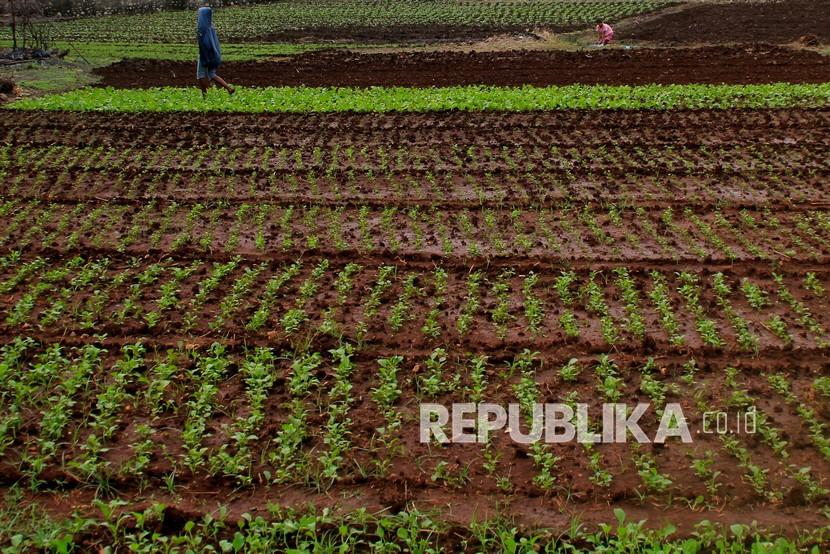 Seorang petani berjalan di atas lahan pertanian di Kelurahan Sikumana, Kota Kupang, NTT, Rabu (26/5/2021). Kepala Perwakilan Bank Indonesia (BI) Provinsi Nusa Tenggara Timur (NTT) I Nyoman Ariawan Atamaja optimistis pertumbuhan sektor pertanian di NTT akan meningkat pada 2022 dibanding tahun sebelumnya.