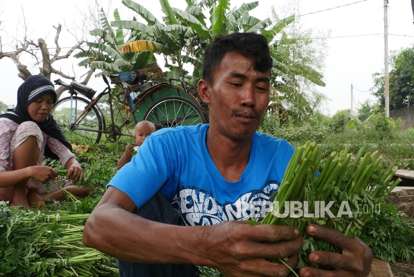 Seorang petani daun kenikir sedang mengikat hasil panennya di kisaran babelan Bekasi, Jawa Barat, kamis (8/9).  (Republika/Darmawan)