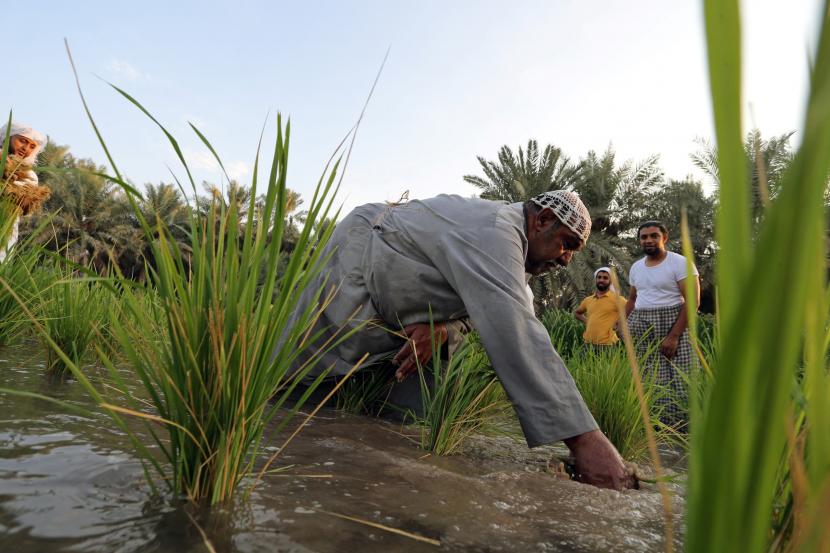 UNESCO Dukung Promosi Budaya KTT G20. Foto ilustrasi: Seorang petani di Arab Saudi mencabut padi yang dikenal sebagai Hassawi di Al-Ahsa, Arab Saudi. Al-Ahsa merupakan oasis yang terdaftar pada 2018 sebagai situs warisan dunia UNESCO.